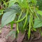 Haricots verts